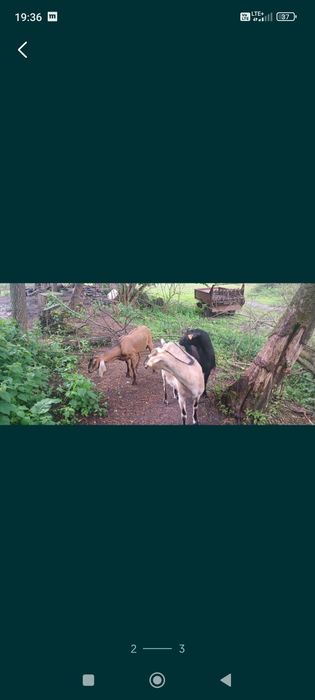 Sprzedam kozy sanejskie