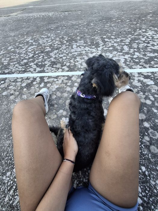 Pet sitting & Dog walking em Santarém