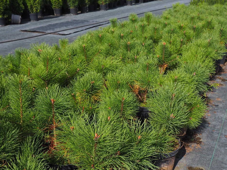 Tuje,tuja szmaragd PREMIUM  150-180cm