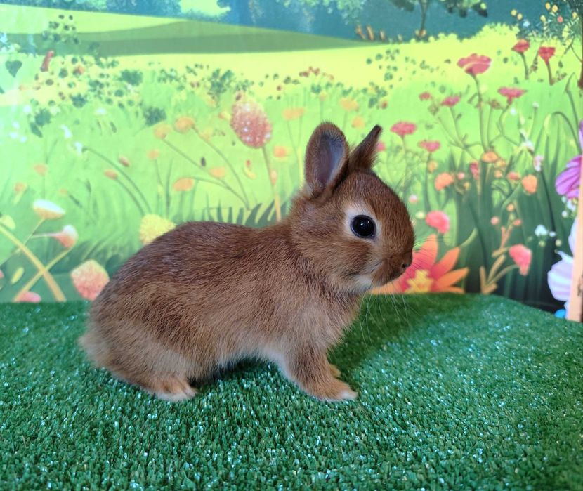 AKTUALNE  Piękny Karzełek Niderlandzki Mini Lop , Mini Rex
