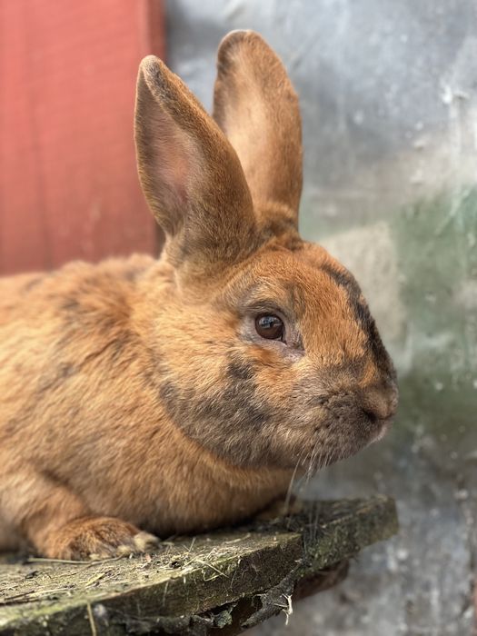 Samiec mieszaniec rex nowozeland