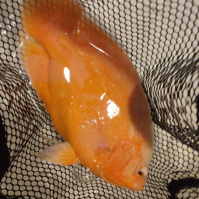 Pielęgnice pawiookie parka.