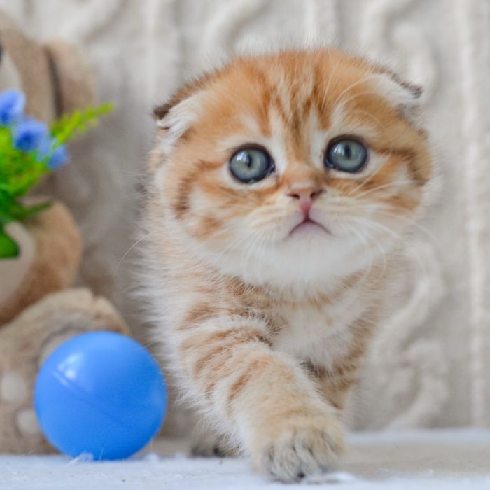 Золотисте диво шукає дім