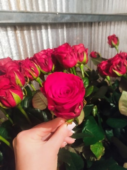 Акция роза и тюльпаны 51,101 букеты