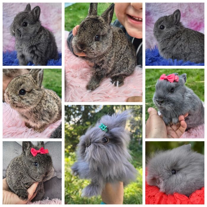 Króliki karzełki Teddy / niderlandzki / mini lop