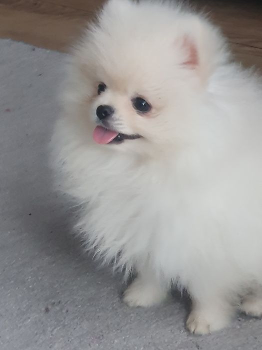 Szpic miniaturowy pomeranian, /Cudny mini mis