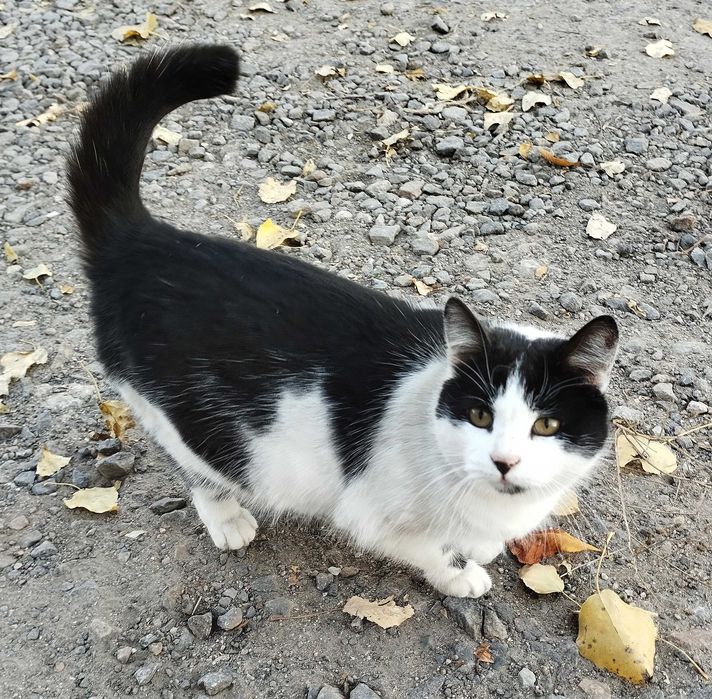 Кошка Китти ищет дом