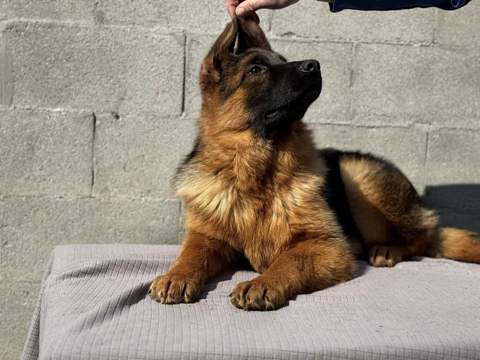 Німецька вівчарка .