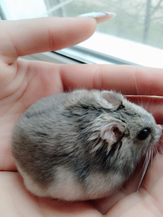 Хом'як джунгарський