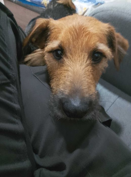 Szanti - nałogowy uciekinier i mój przyjaciel