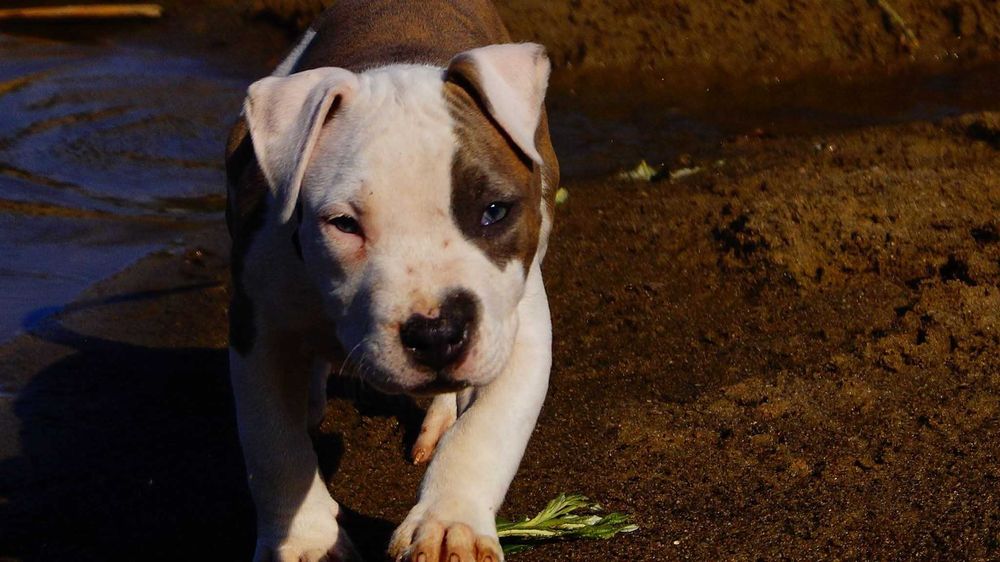 Szczeniak Amstaff, z rodowodem.  Błękitno pręgowany.