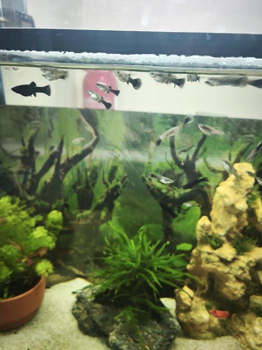 Peixe Ornamental  Guppy (Sortido)