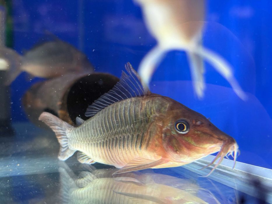 Brochis multiradiatus Kirys 10cm