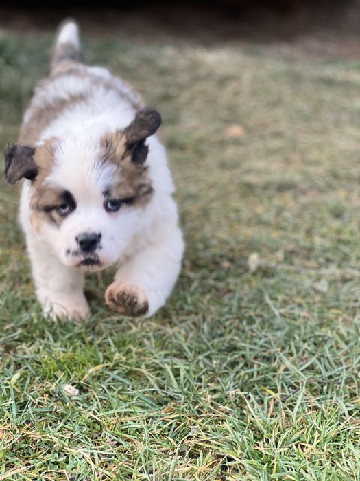 Маленька дівчинка сенбернар