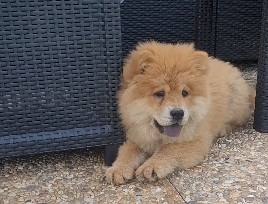 Chow chow laranja bebé