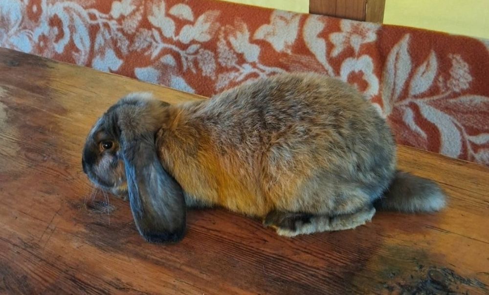 Французький баран змінить місце проживання. Кролі