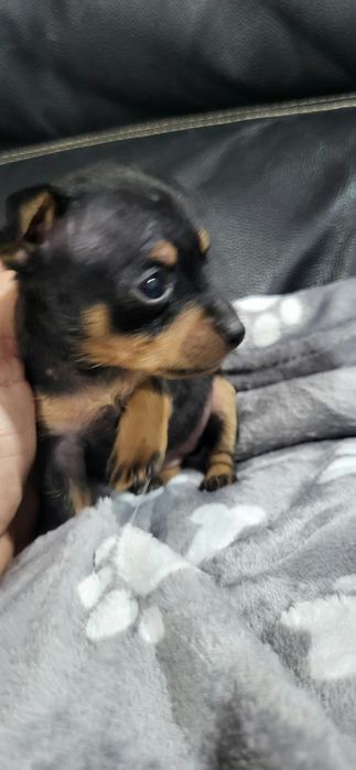 Pinscher meiguinho