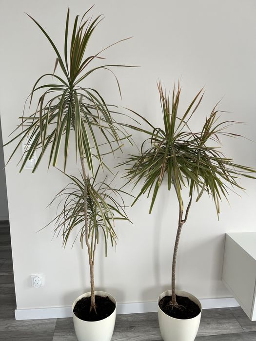 Dracena 140-160 cm
