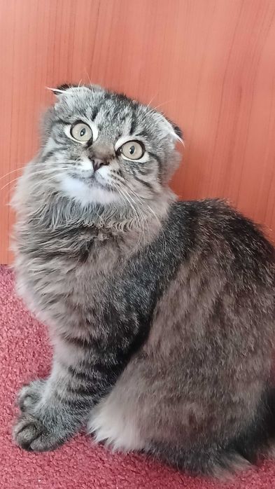 Віддам безкоштовно