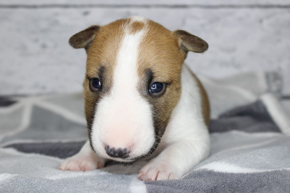 Bulterier miniaturowy, doskonały rodowód - Pedro