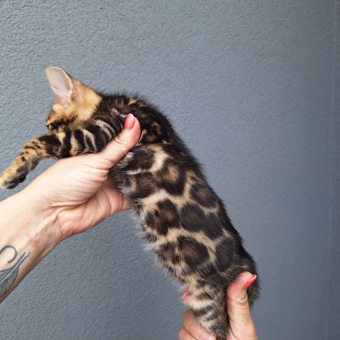 Kotka  bengalska Kocięta bengalskie
