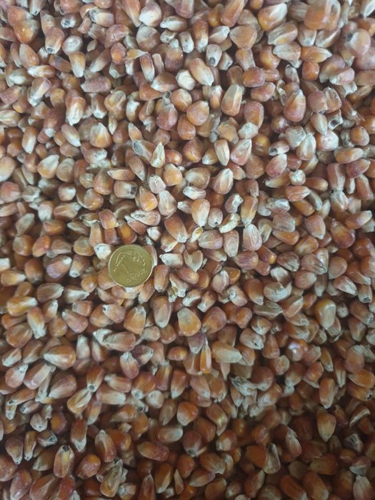 Kukurydzą  czerwona drobna  oraz kukurydzą grubo / drobno mielona