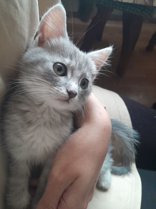 Миле кошеня шукає притулок