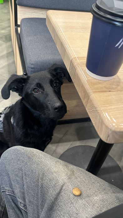 Терміново! Цуценя метис - 9 місяців