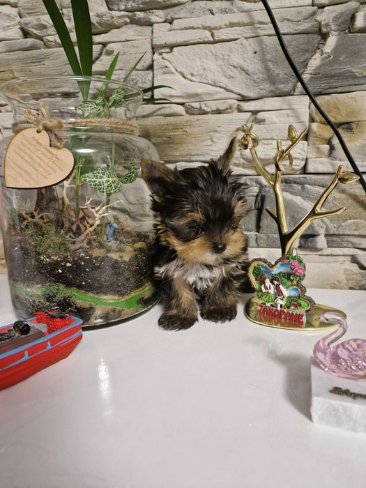 Yorkshire Terrier Piesek!!