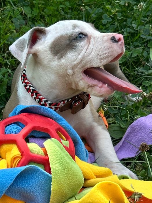 American Staffordshire Terrier