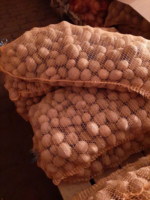 Ziemniaki sadzeniaki