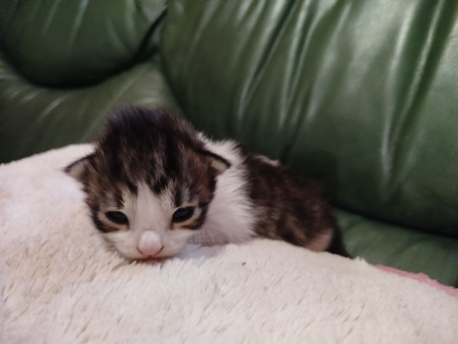 Gatinhos muito meigos