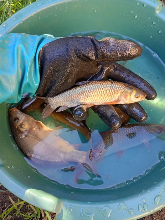 Amur narybek/kroczek. Karp , Tołpyga , Jesiotr , Okoń.