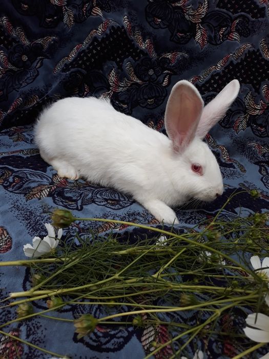 Кролики Білий Панон.