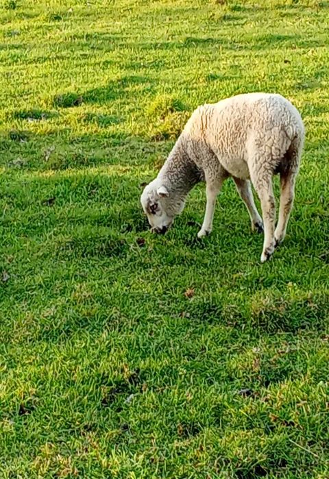 vendo anhos novo boa qualidade