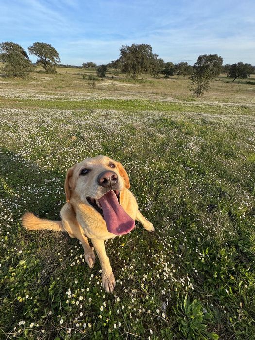 Cão adulto (6 anos) para adoção responsável – vacinado, chip e passaporte