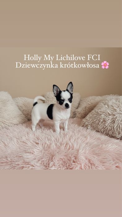 Chihuahua suczka FCI/ZKwP tricolor