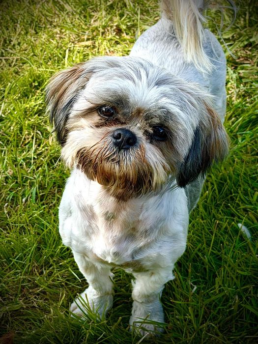 Piękne szczenięta shih tzu zapowiedź miotu