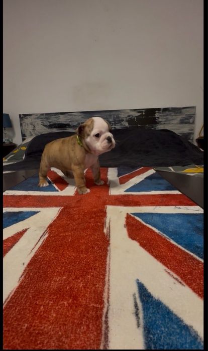 Bulldog Ingles c/Lop