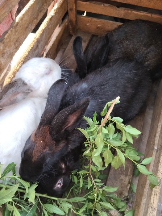 Змішані кролі на продаж