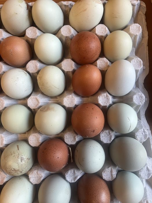 Інкубаційні яйця курей