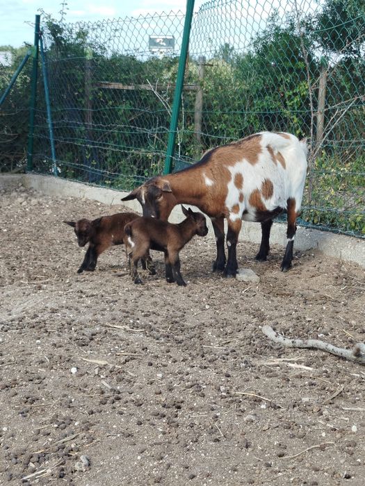 Adoráveis cabras anãs
