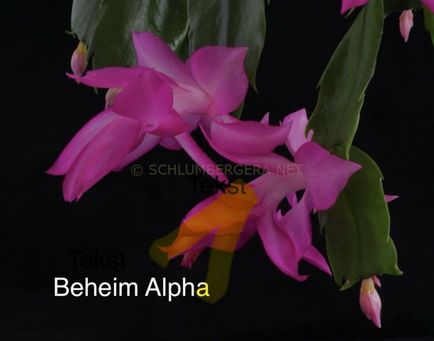 Schlumbergera Grudnik Beheim Alpha roslina doniczkowa