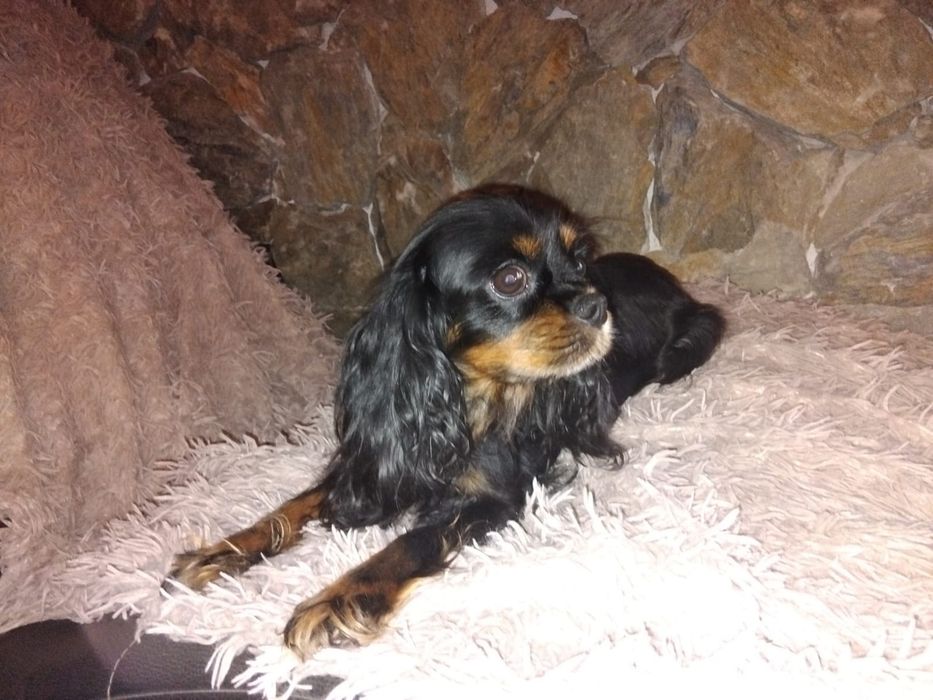 Cavalier King Charles spaniel, suczka