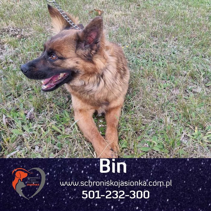 bin  w schronisku w schronisku jasionka aktualne