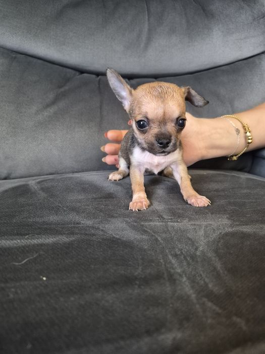 Chihuahua szaro-bezowa miniatureczka dziewczynka z rodowodem