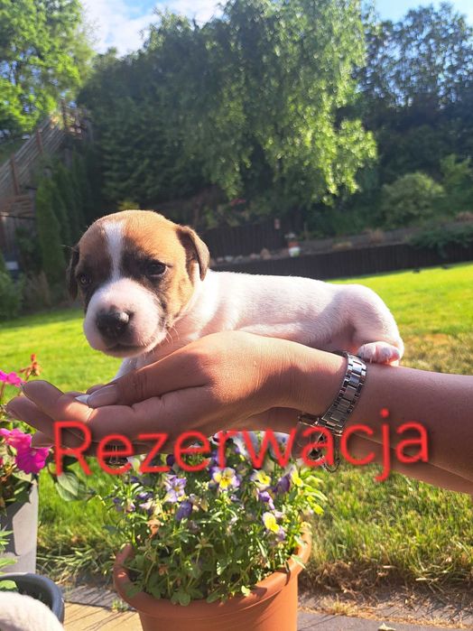 Jack Russell Terrier Gucio