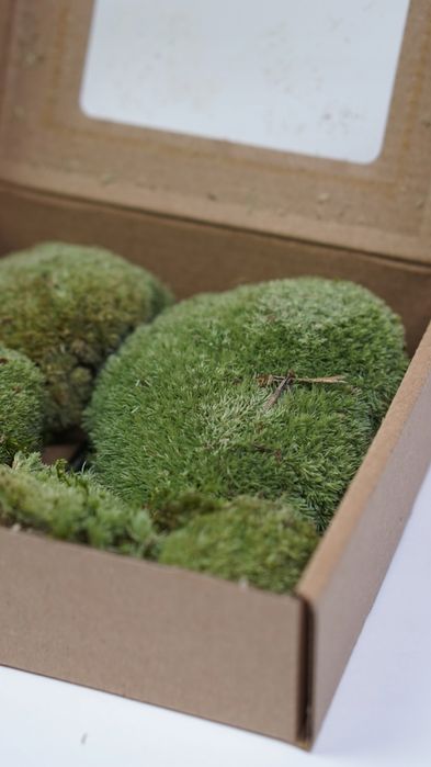 Terrarium Treasure ŻYWY MECH Kulisty Poduszkowy do terrarium 13x13,5x4