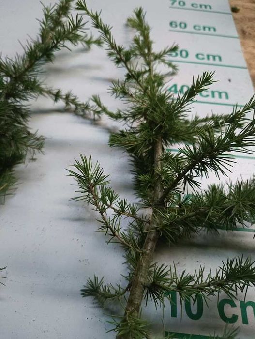 Cedr libani / himalajski 30 cm 60 cm