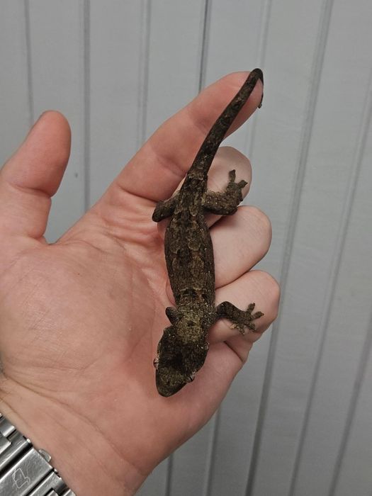 Gekon omszały, nowa kaledonia, ML linia dark, Mniarogekko chachoua maluch